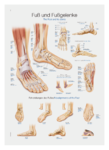 Schautafel Fuß- und Fußgelenke